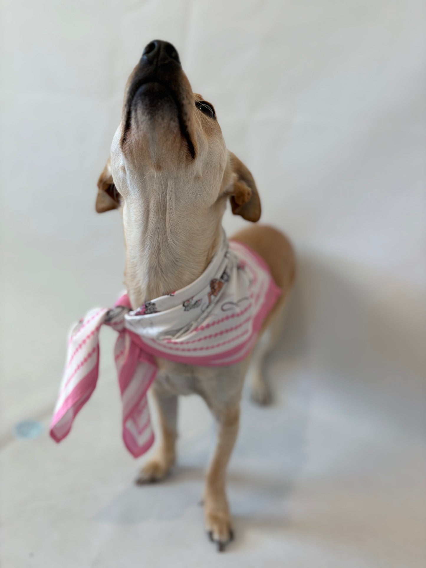 Lasso Lady Western Scarf 25x25" - Cowgirl Print | Imbali Charleston