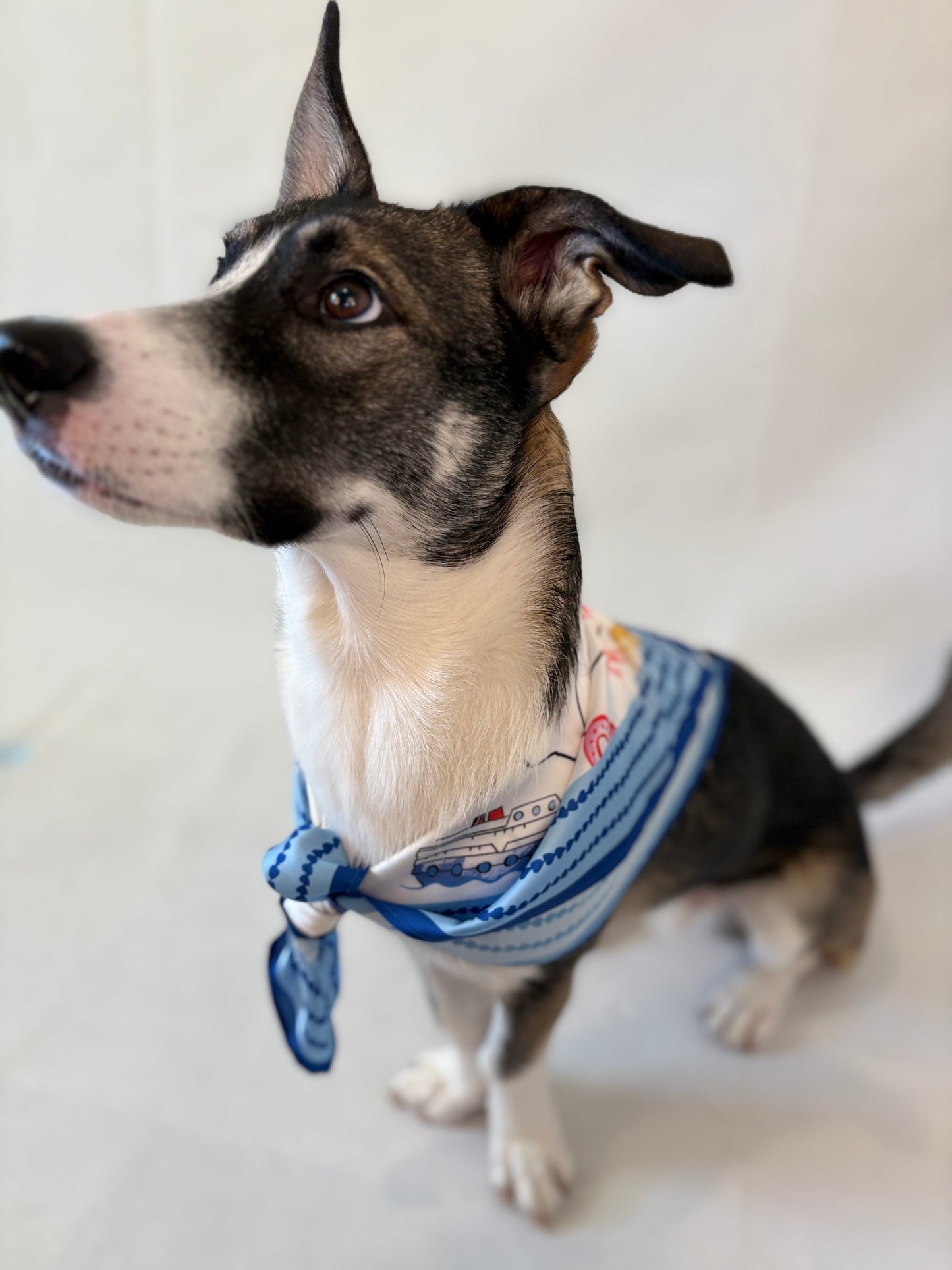 Texas Hold 'Em Scarf 25x25" - Bold Lone Star Print | Imbali Charleston