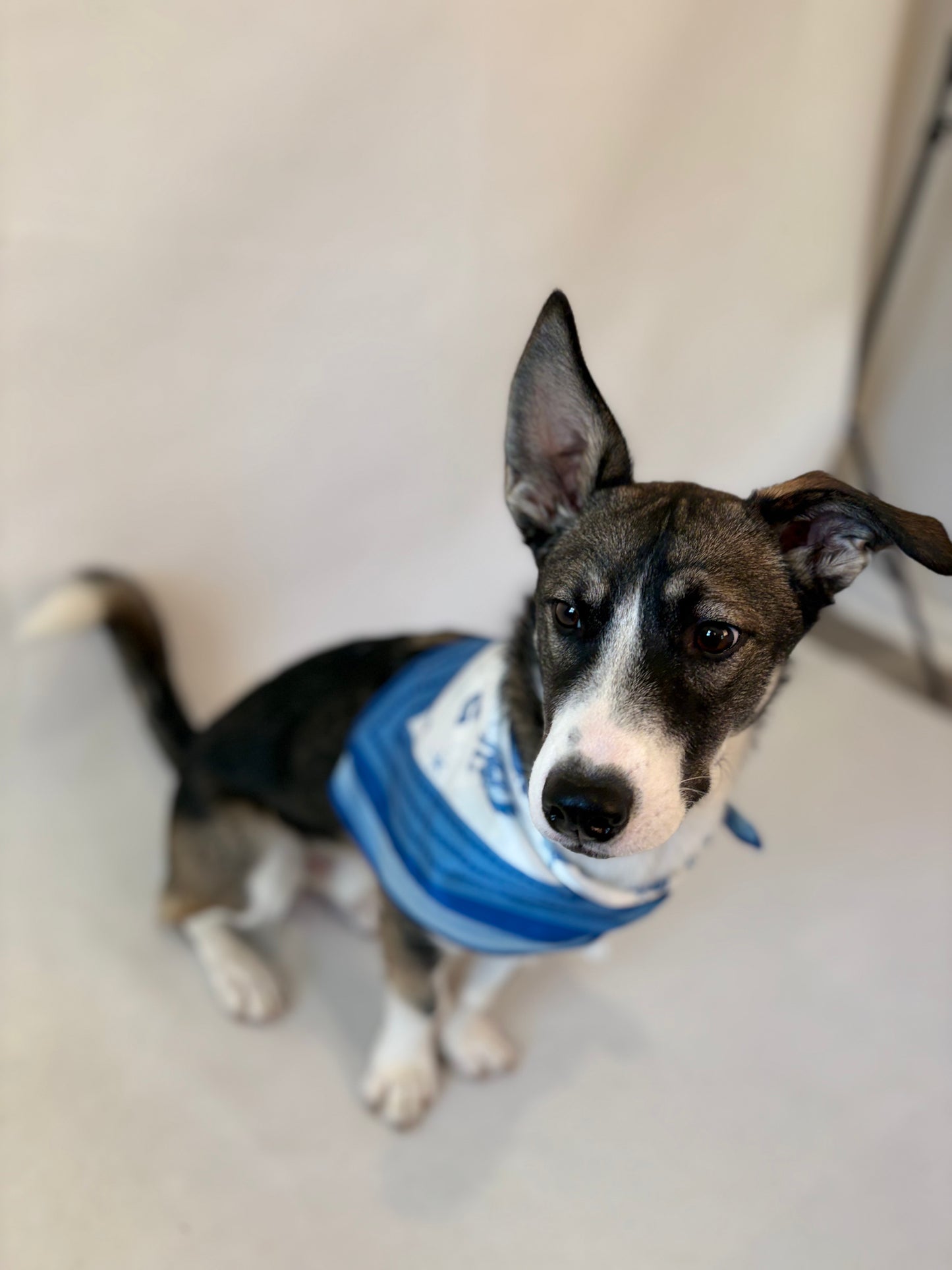 Day on the Range Western Scarf 25x25" - Rodeo Print | Imbali Charleston